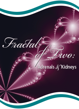Fractal of Two: Adrenals & Kidneys